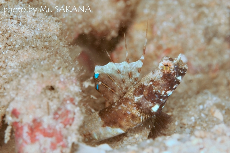 レイドシュリンプゴビー♀