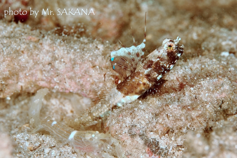 レイドシュリンプゴビー♀