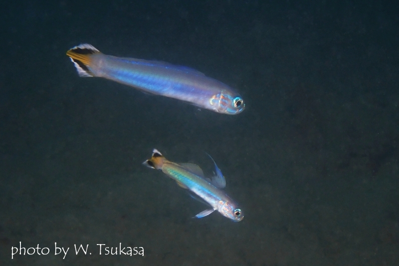 スミレハナハゼペア