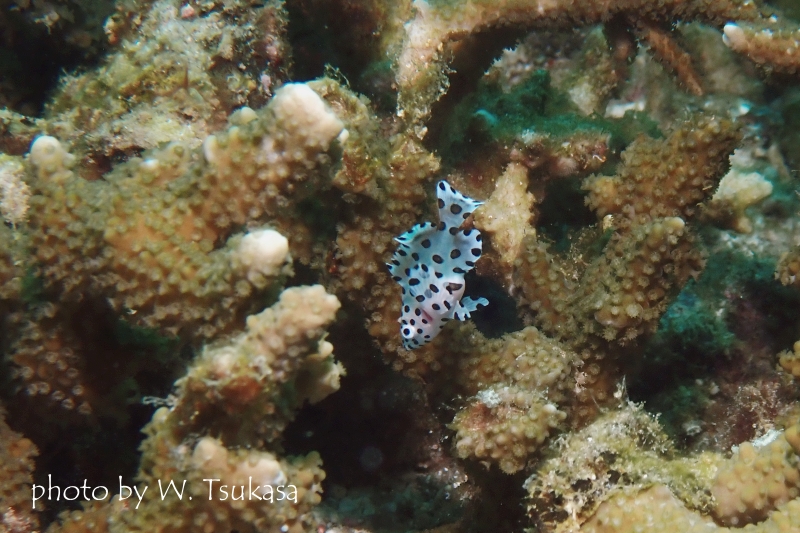 サラサハタの幼魚