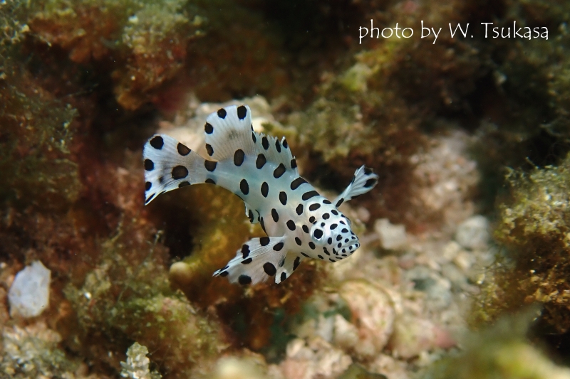 サラサハタの幼魚