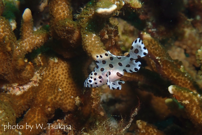 サラサハタの幼魚