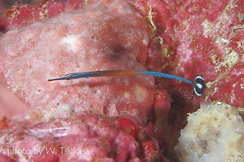 ジャンスパイプフィッシュ