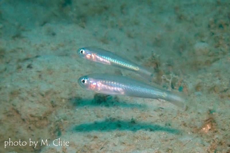 タンザクハゼのYg