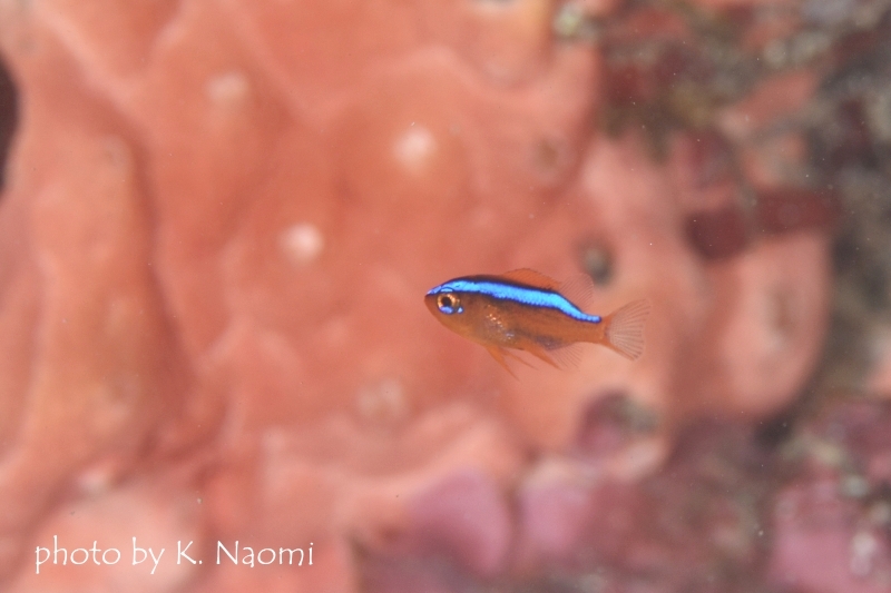 オレンジダムゼル幼魚