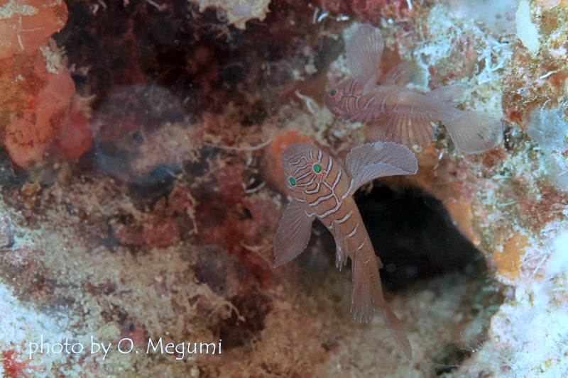 クロスロードゴビー