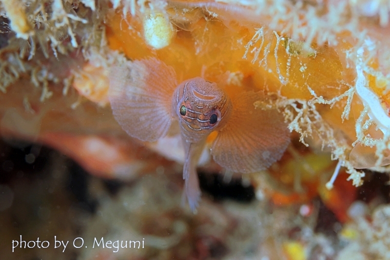 クロスロードゴビー