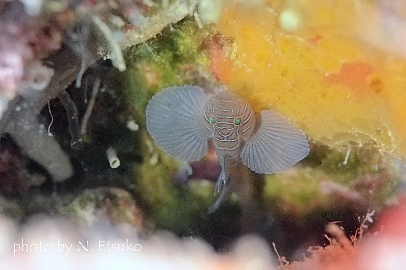 クロスロードゴビー