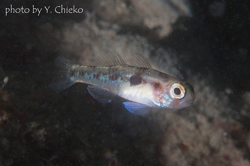 サリダイブ通称：ヘリゴマちゃん