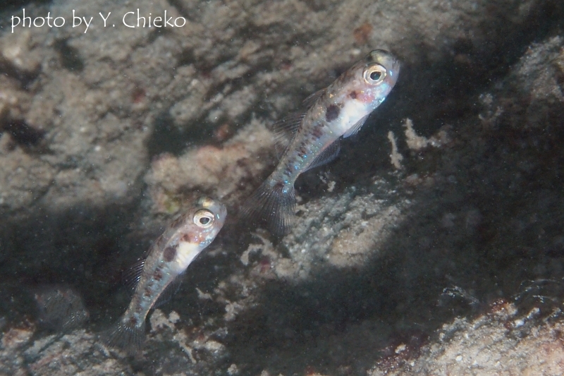 サリダイブ通称：ヘリゴマちゃん