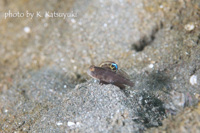カスリハゼ幼魚