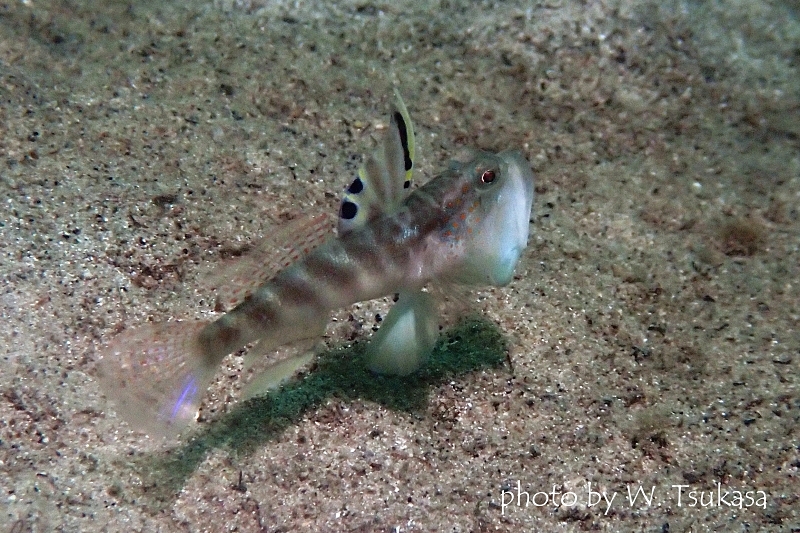 カスリハゼの威嚇♂