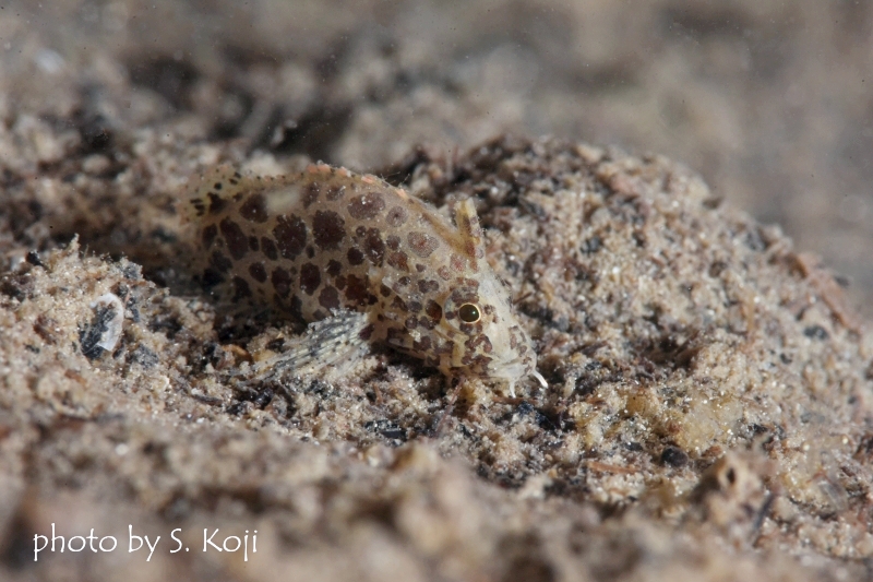 通称キリンちゃん