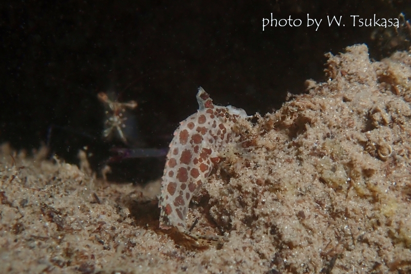 通称キリンちゃん　オシャレカクレエビが大きく見える
