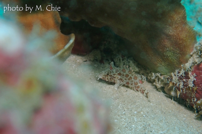 通称キリンちゃん