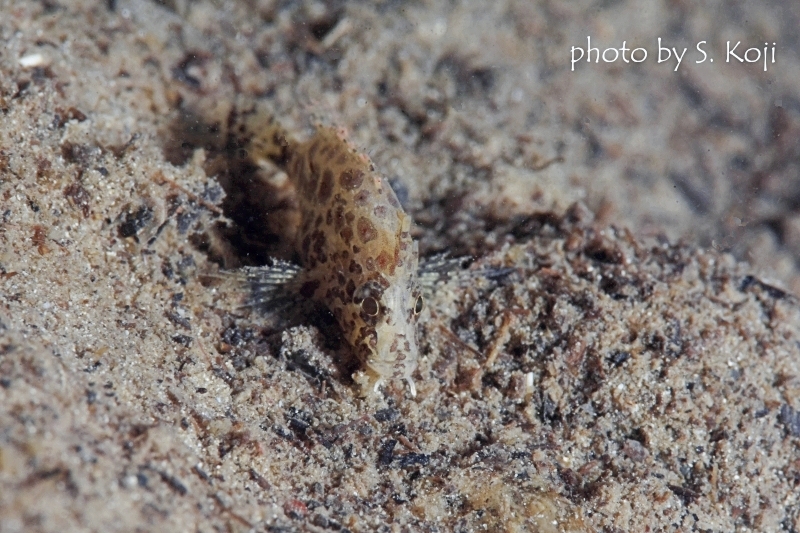 通称キリンちゃん（正面顔）
