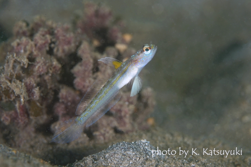 マジェスティックシュリンプゴビー