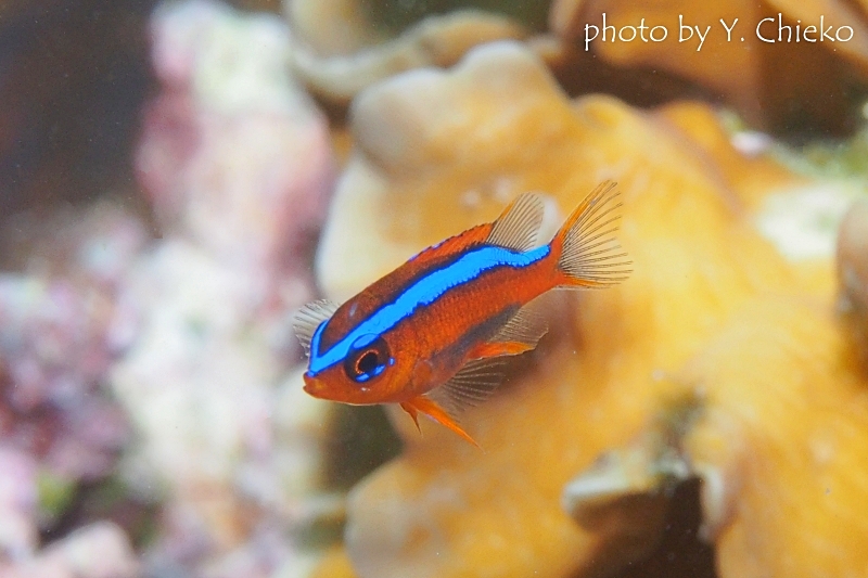 オレンジダムゼル幼魚