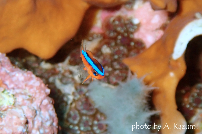 オレンジダムゼル幼魚