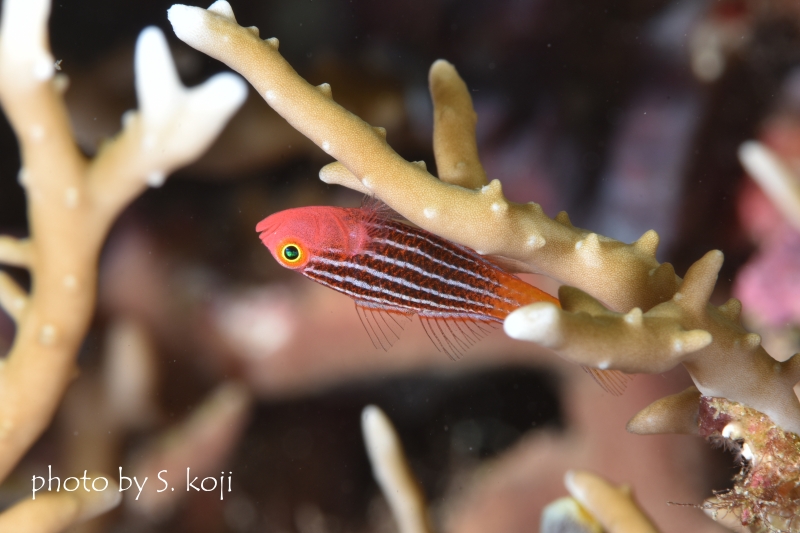 パジャマピグミーゴビー 虹彩が黄色で体色が濃い個体