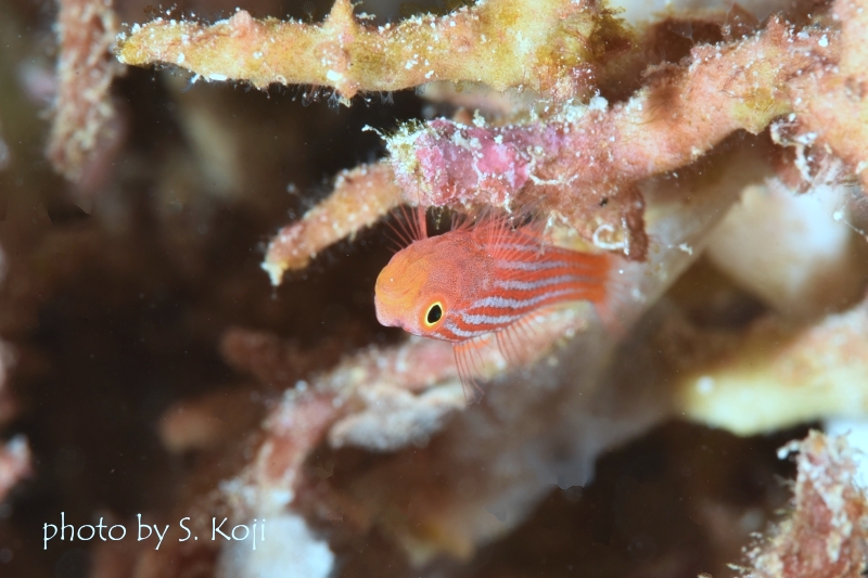 パジャマピグミーゴビー虹彩が黄色