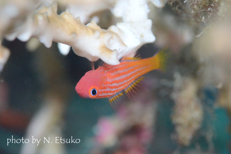 パジャマピグミーゴビー虹彩が白