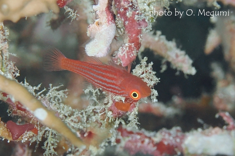 パジャマピグミーゴビー