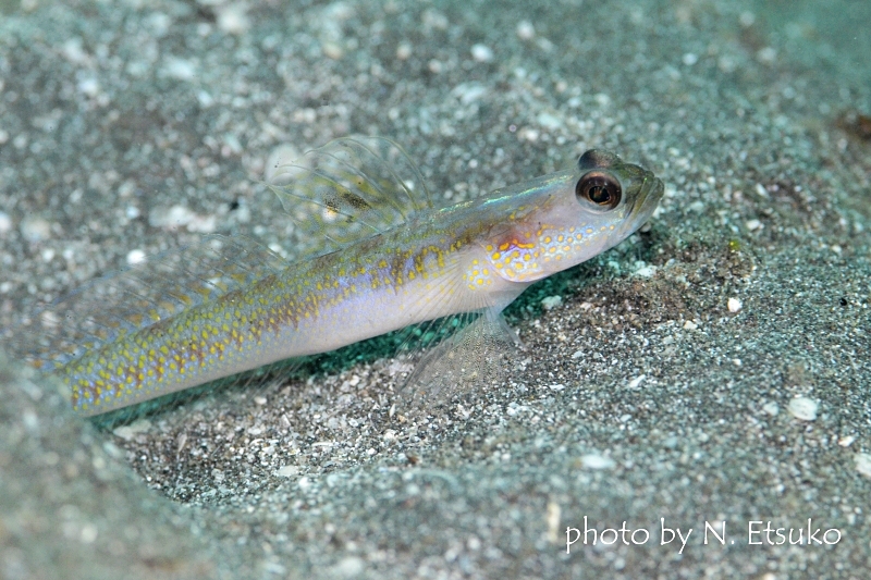 スパンクルドシュリンプゴビー