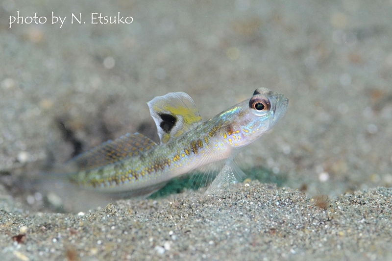 スパンクルドシュリンプゴビー