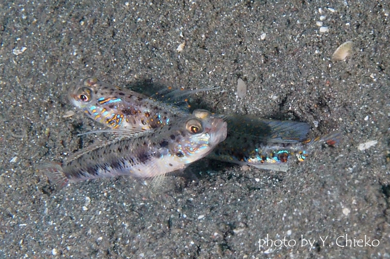 ヤツシハゼ