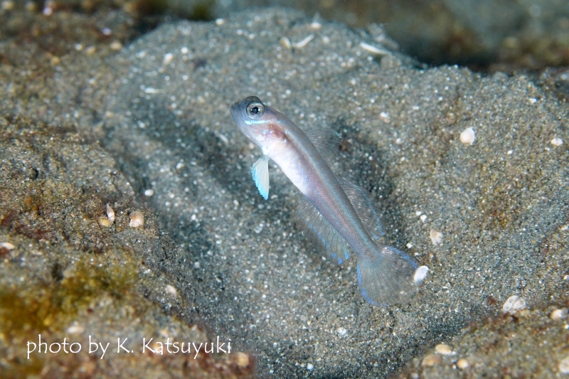 ブルーシュリンプゴビー