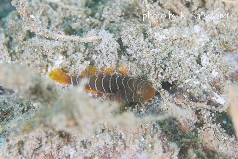 シライトベンケイハゼ