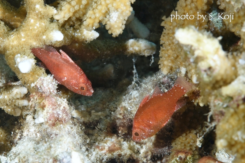 ランドンズカーディナルフィッシュ