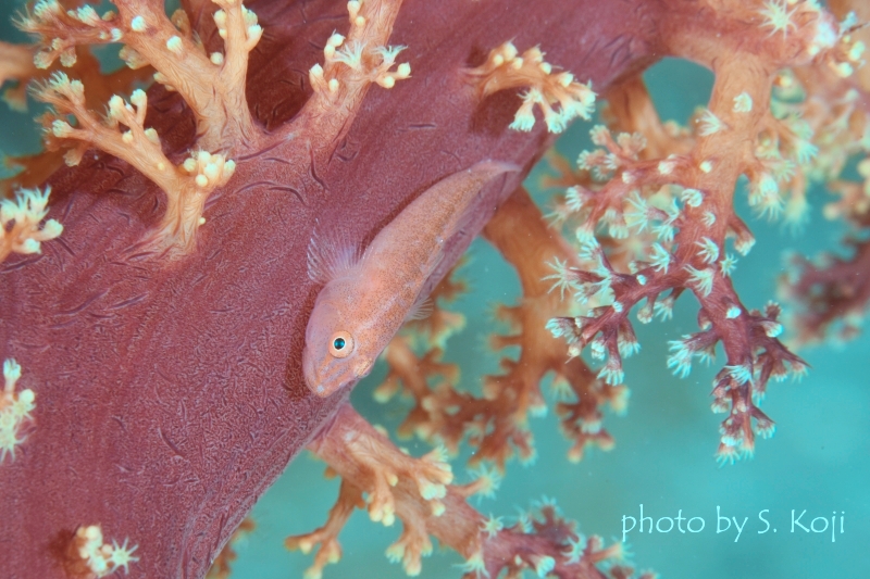 スケロクウミタケハゼ