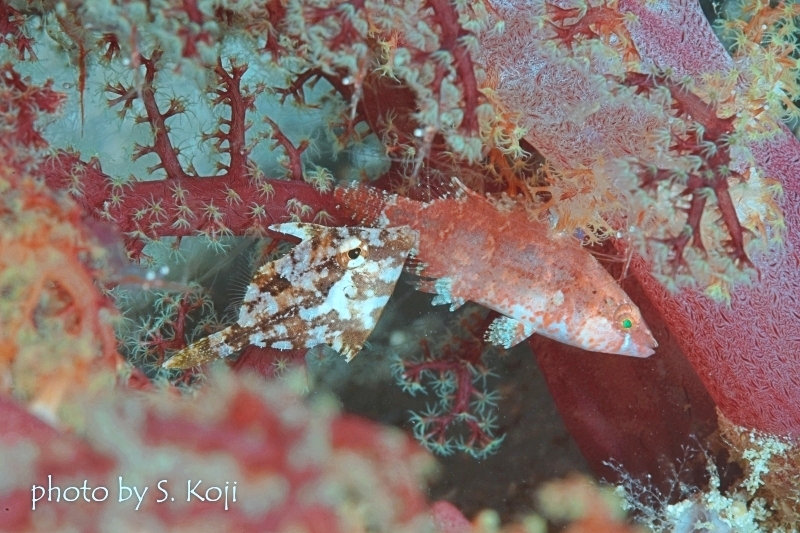 タコベラとカワハギ