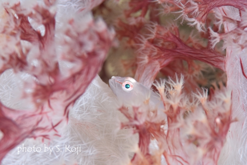 スケロクウミタケハゼ