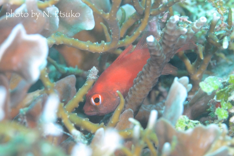 ファイアーカーディナルフィッシュ