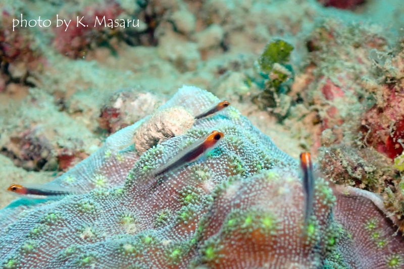 オレンジヘッドピグミーゴビー