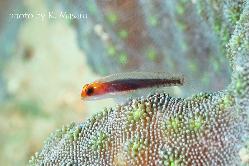 オレンジヘッドピグミーゴビー