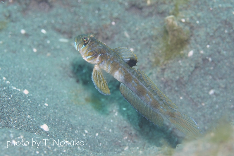 ゼータサルハゼ