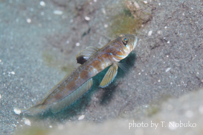 ゼータサルハゼ