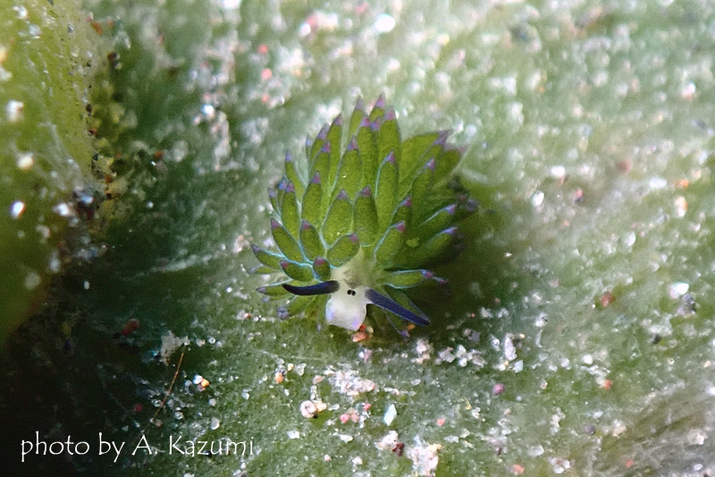 ホホベニモウミウシ