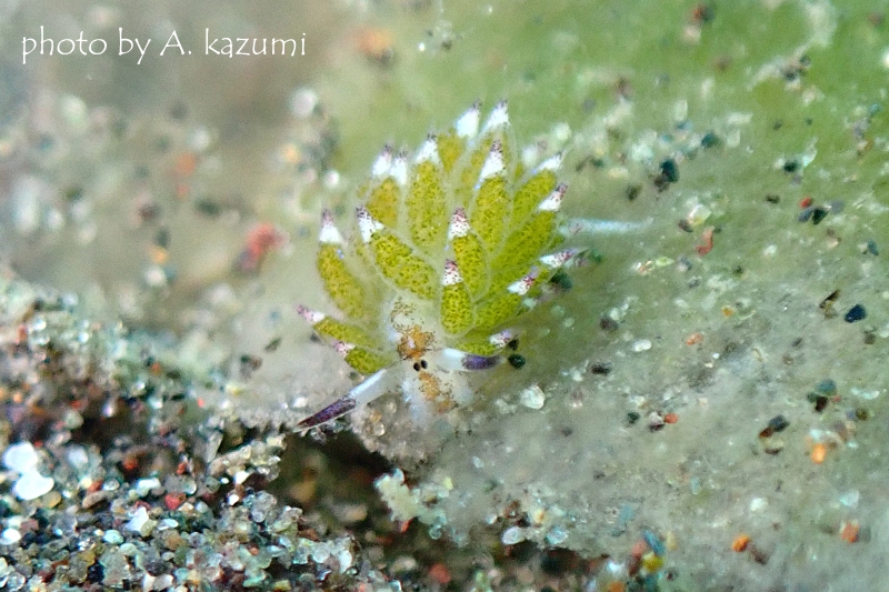 クサイロモウミウシ