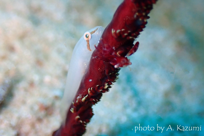 アイバーコーラルゴビー