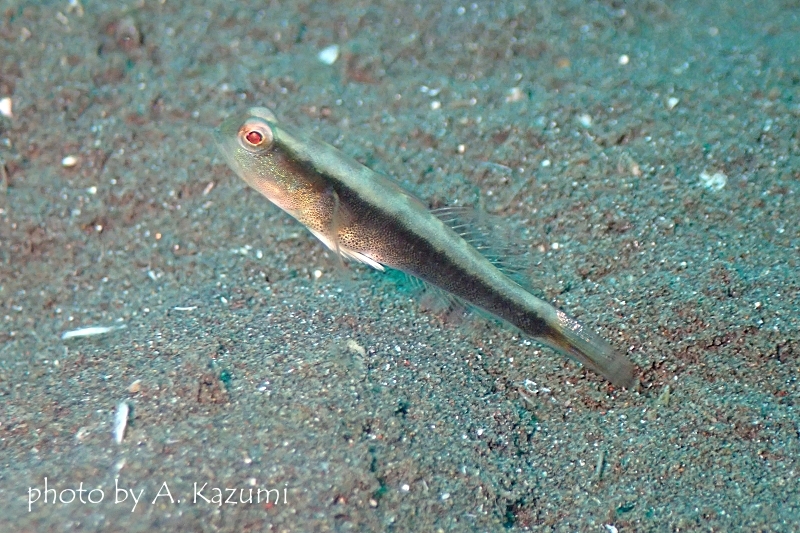 ハゴロモハゼ属の一種黒