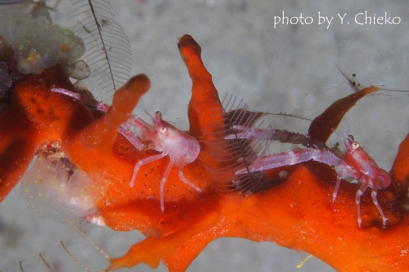 コシオリエビの仲間