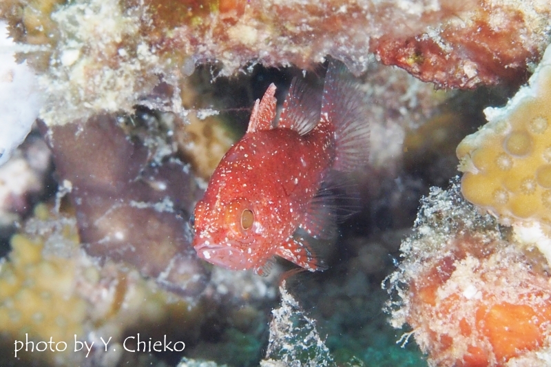 ランドンズカーディナルフィッシュ