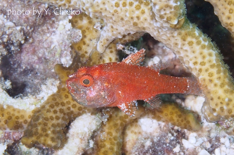 ランドンズカーディナルフィッシュ口内保育