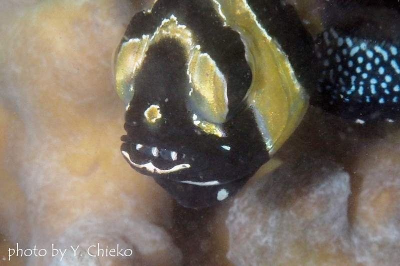 バンガイカーディナルフィッシュの口内保育