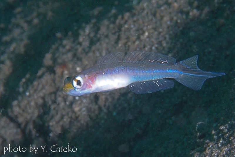 アオスジヤツシハゼ